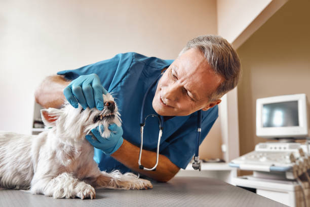 Best Emergency Root Canal Treatment in Momence, IL